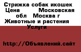 Стрижка собак икошек › Цена ­ 900 - Московская обл., Москва г. Животные и растения » Услуги   